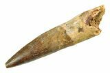 Fossil Spinosaurus Tooth - Real Dinosaur Tooth #351569-1